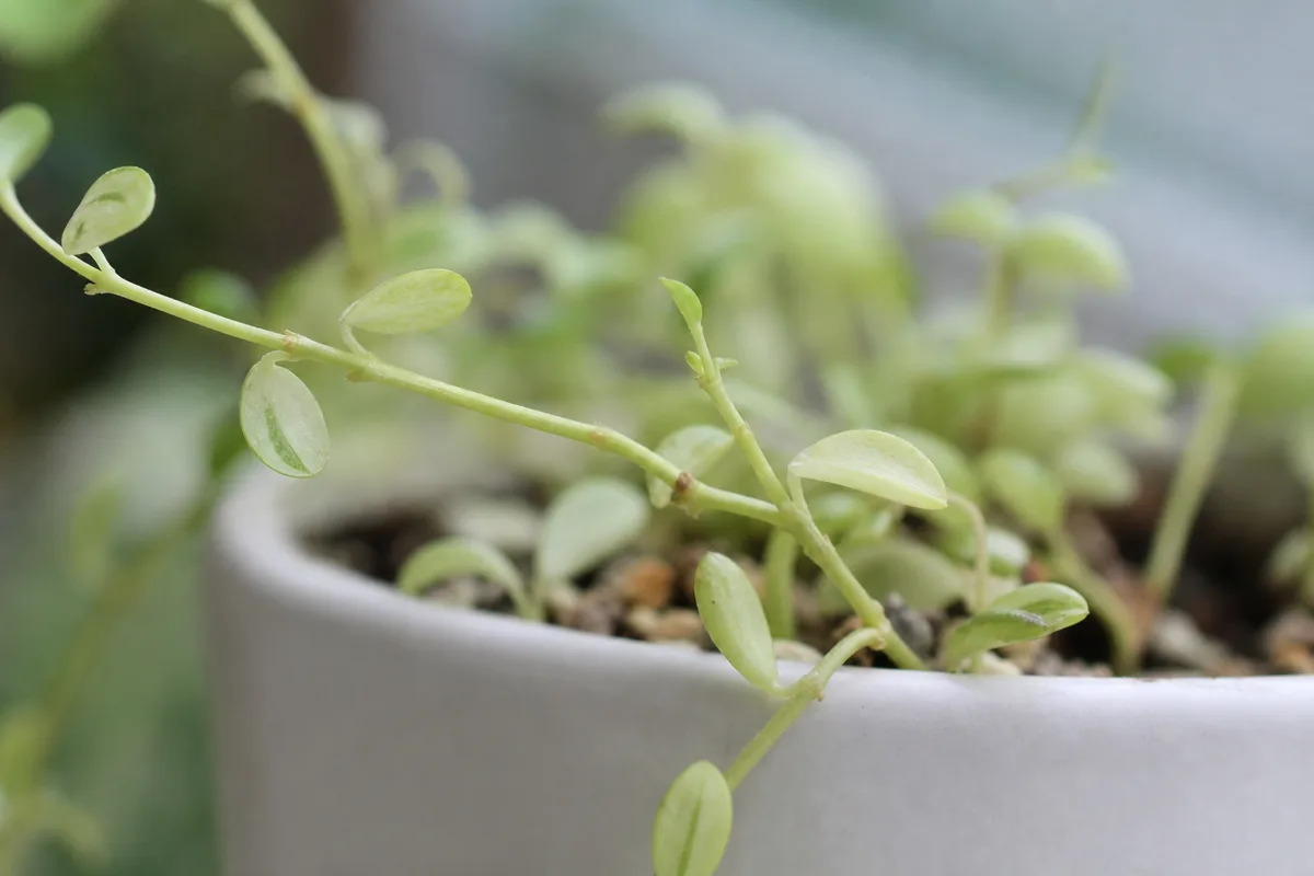 Close-up of Not Enough Light on Raindrop Peperomia - diagnostic detail