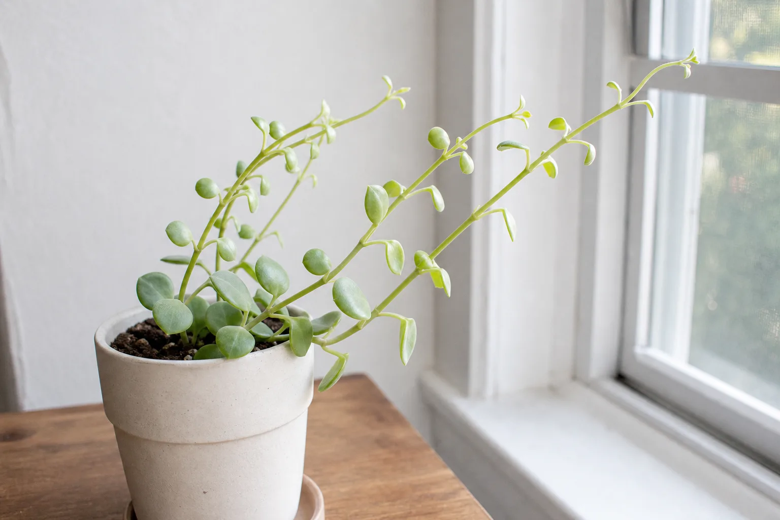 Not Enough Light on Raindrop Peperomia - visible symptom on the plant