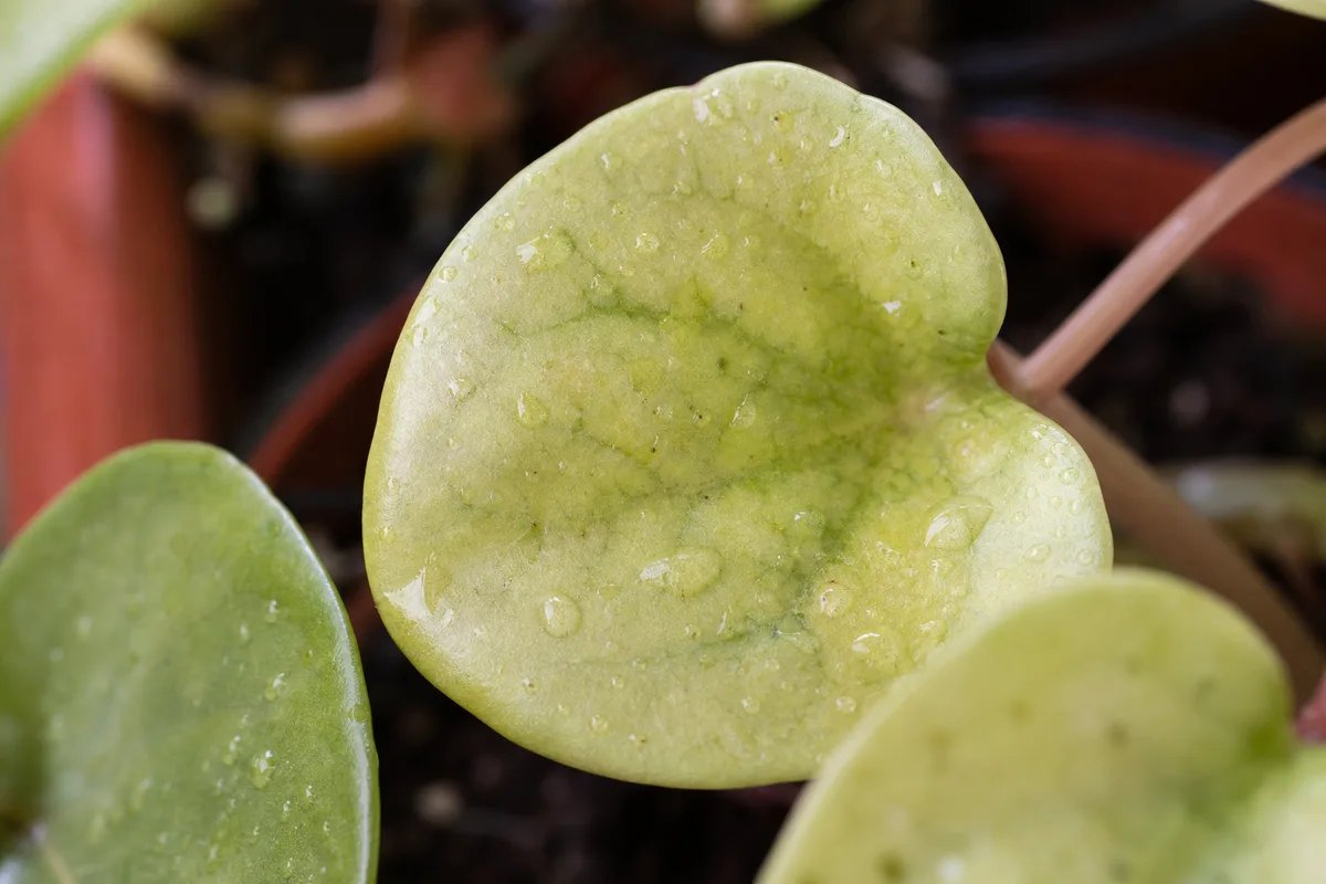 Close-up of Nutrient Lockout on Raindrop Peperomia - diagnostic detail