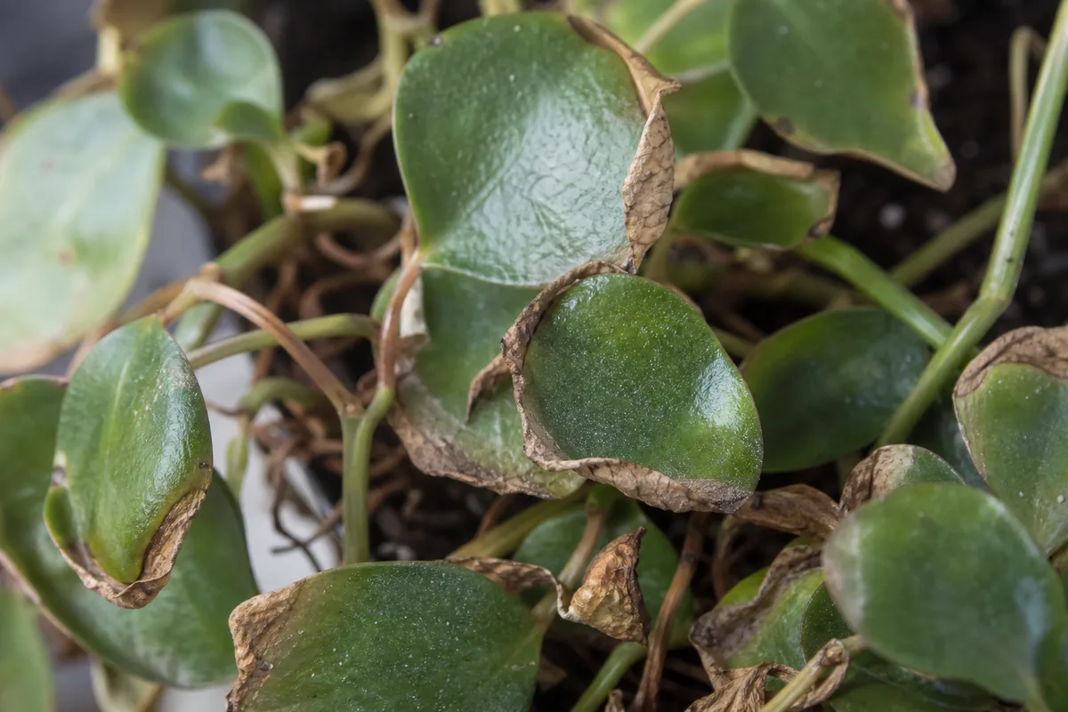 Close-up of Underwatering on Raindrop Peperomia - diagnostic detail