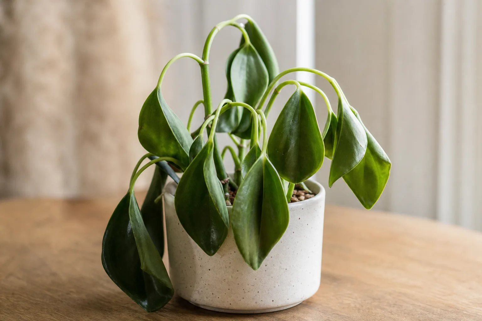 Wilting on Raindrop Peperomia - visible symptom on the plant