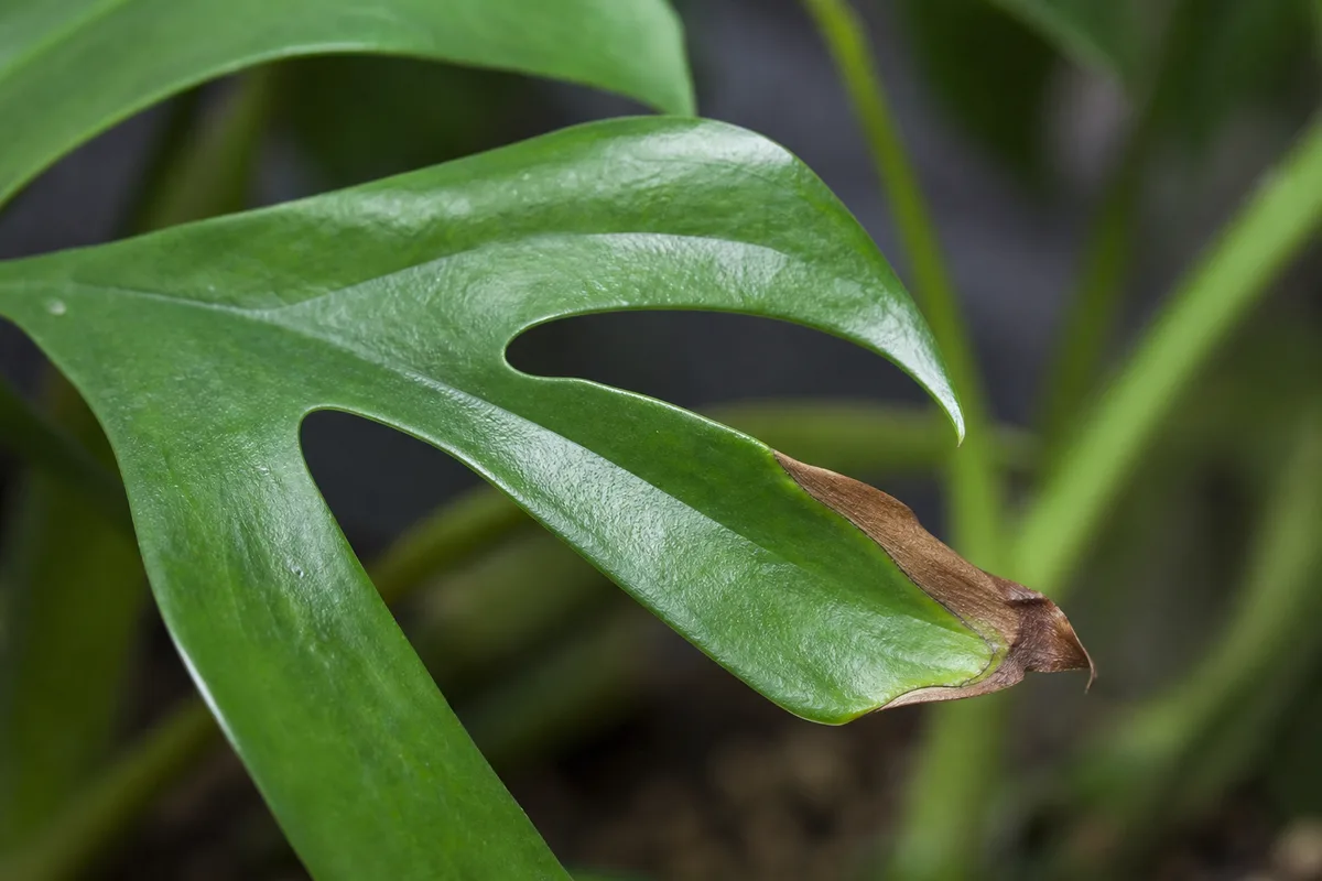 Brown, crispy tissue on a mini monstera leaf tip