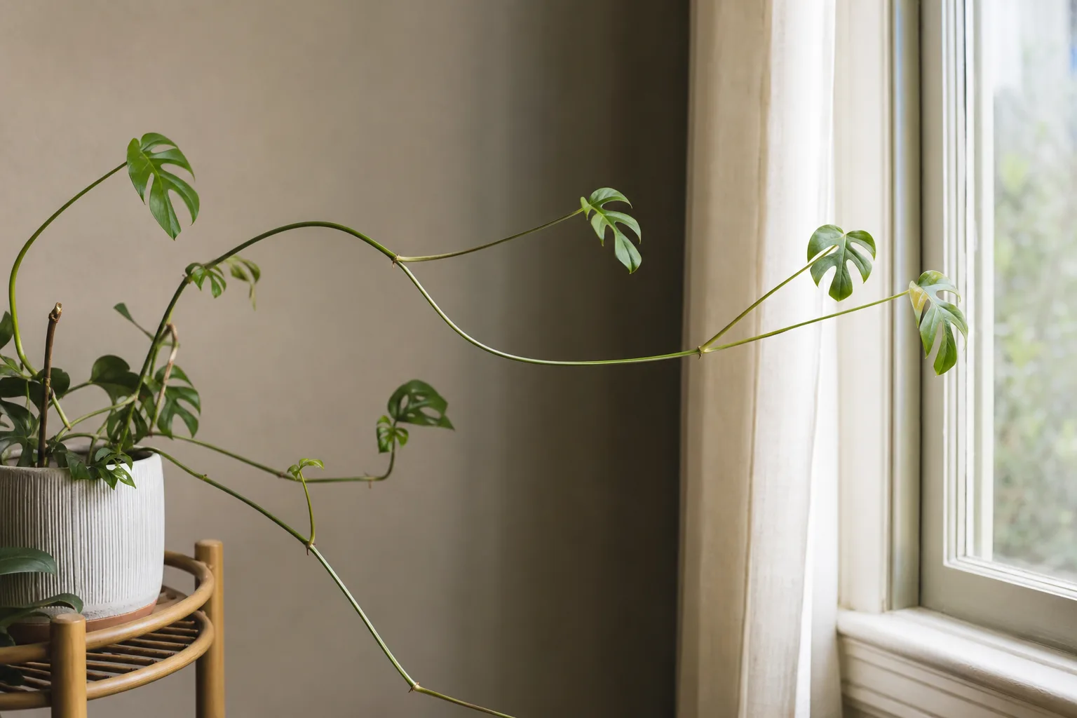 Leggy Growth on Rhaphidophora Tetrasperma - visible symptom on the plant