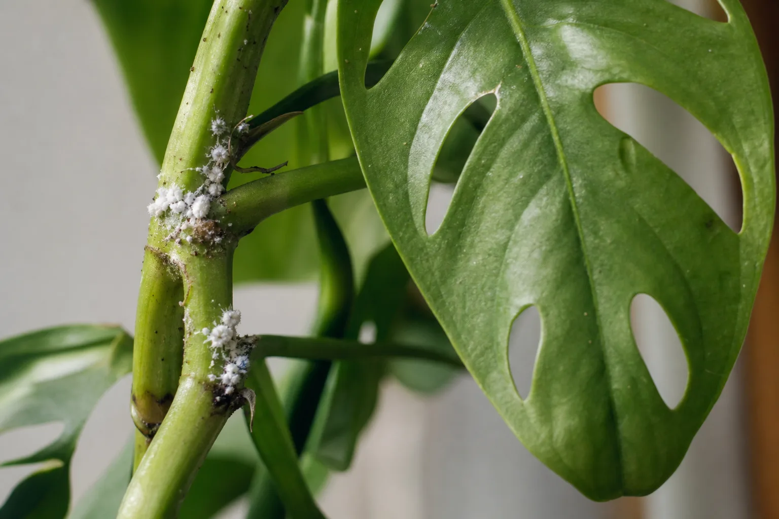 Mealybugs on Rhaphidophora Tetrasperma - visible symptom on the plant