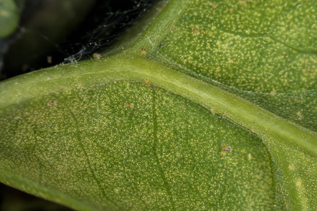 Close-up of Spider Mites on Rhaphidophora Tetrasperma - diagnostic detail