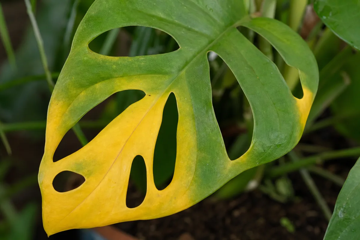 Close-up of Yellow Leaves on Rhaphidophora Tetrasperma - diagnostic detail