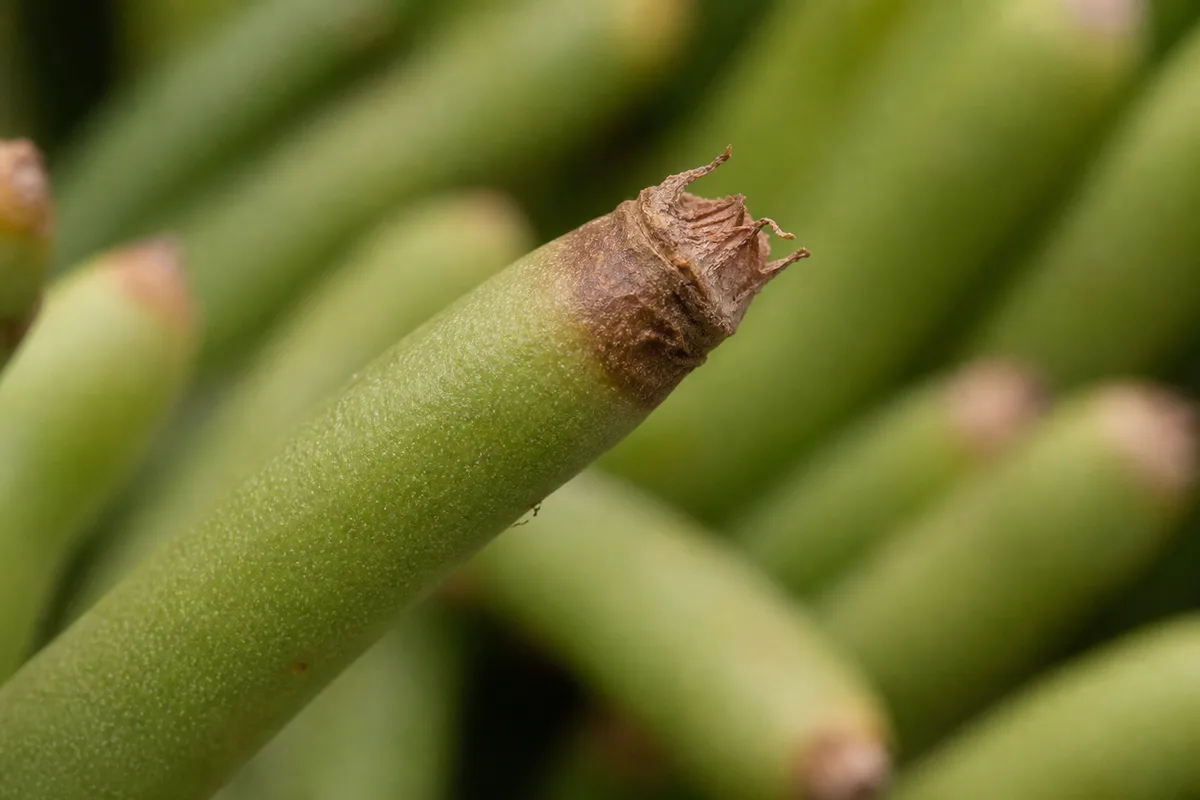 Close-up of Brown Tips on Rhipsalis - diagnostic detail