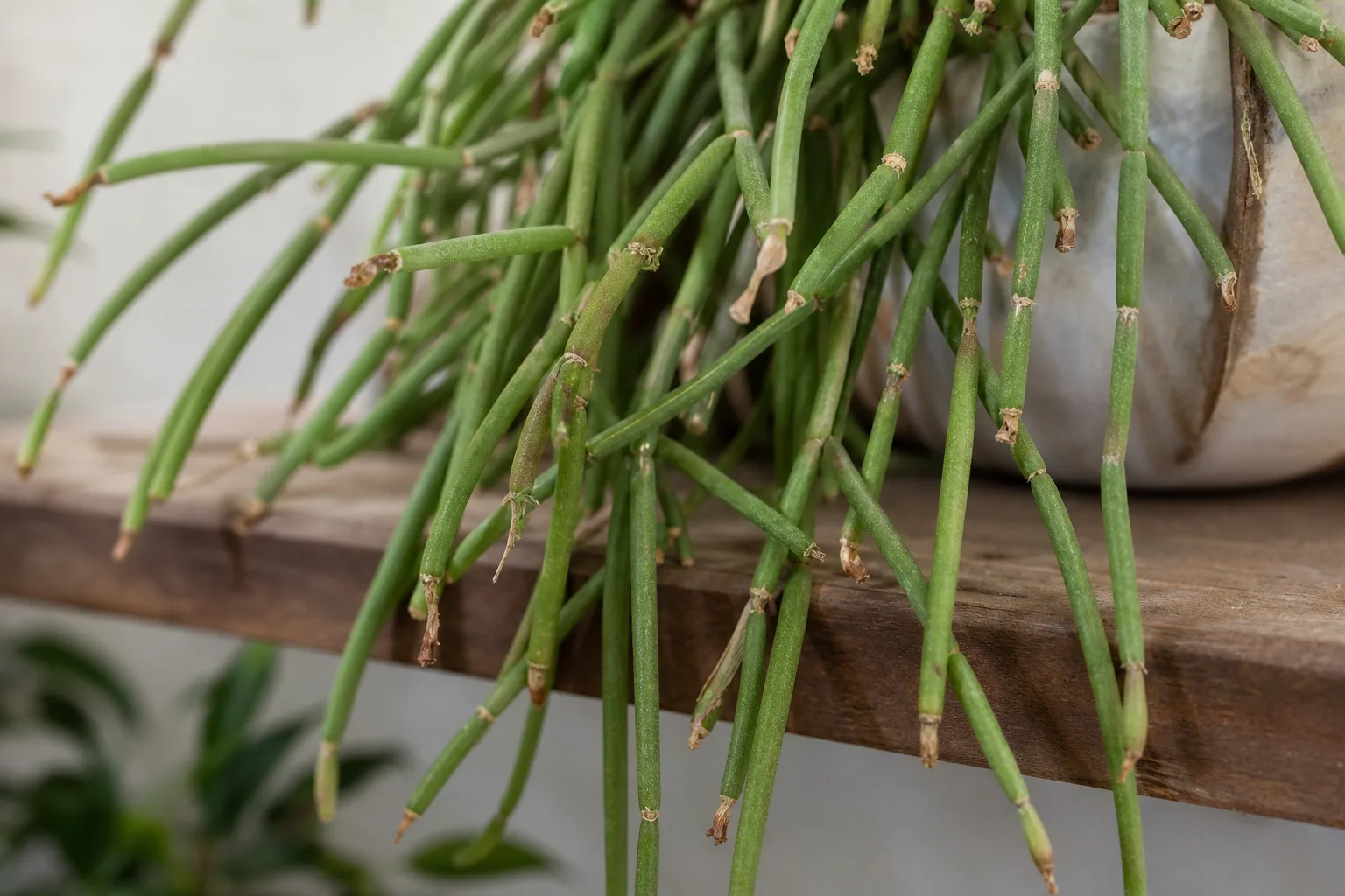 Brown Tips on Rhipsalis - visible symptom on the plant