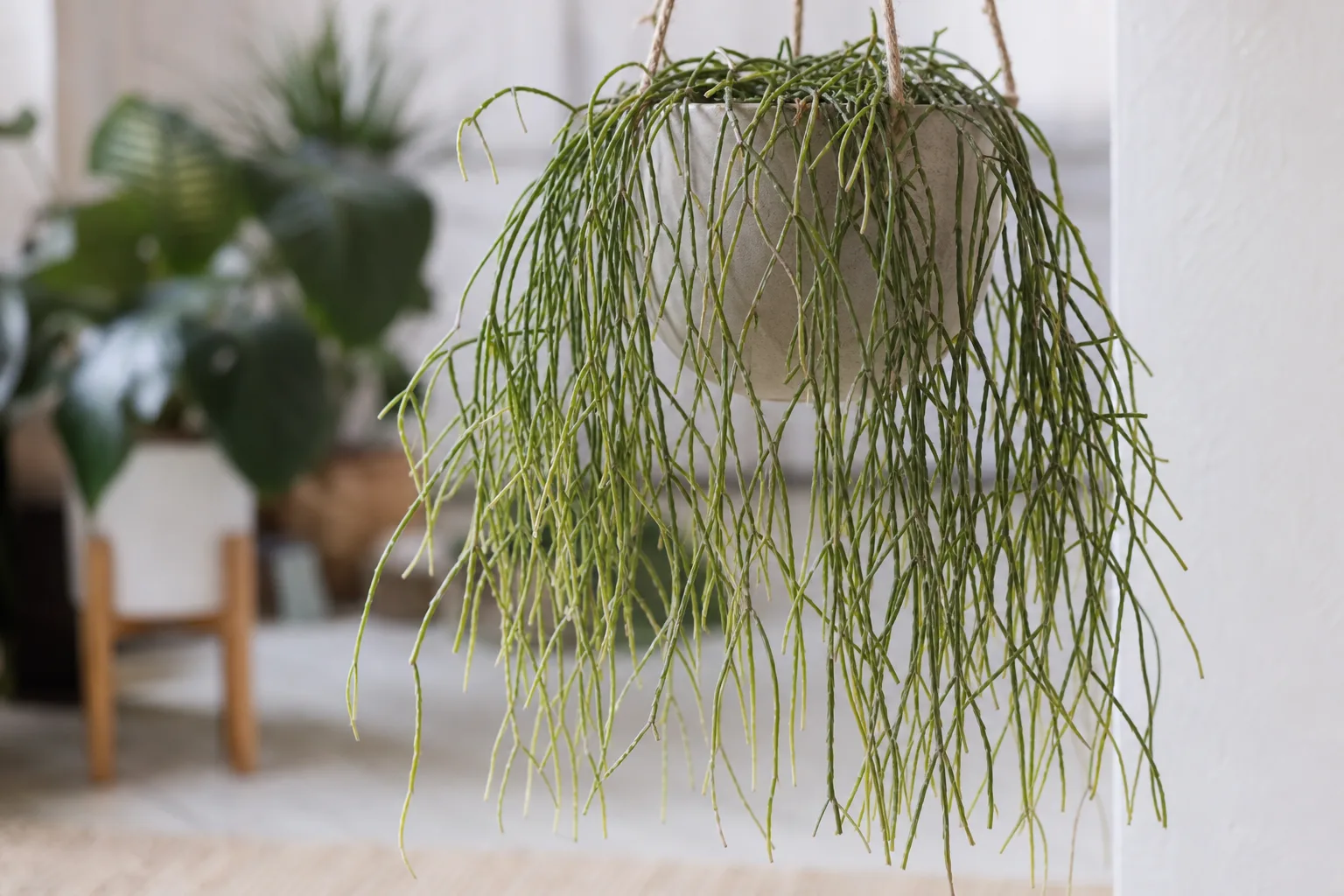 Drooping Leaves on Rhipsalis - visible symptom on the plant