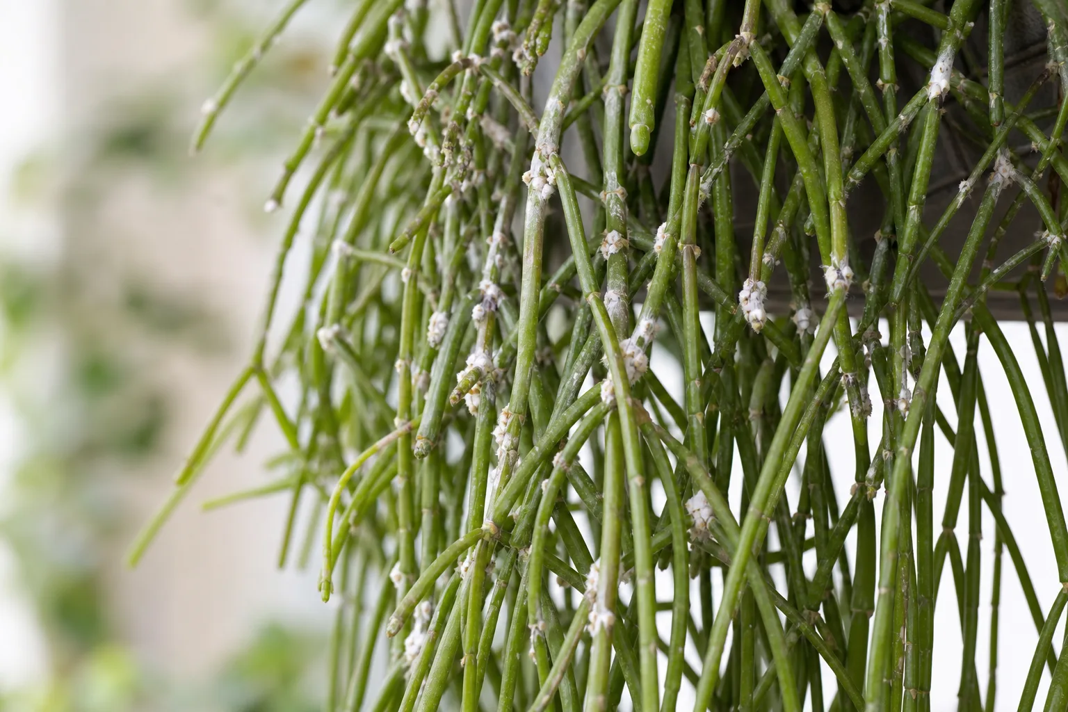 Mealybugs on Rhipsalis - visible symptom on the plant