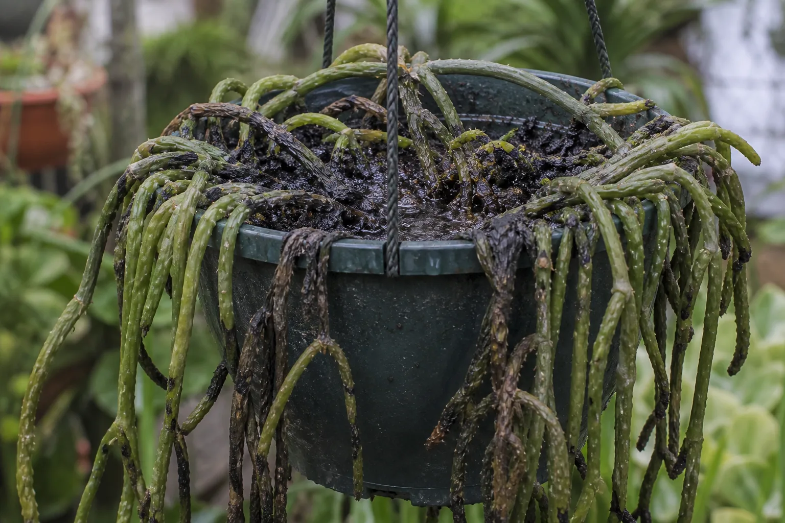 Root Rot on Rhipsalis - visible symptom on the plant