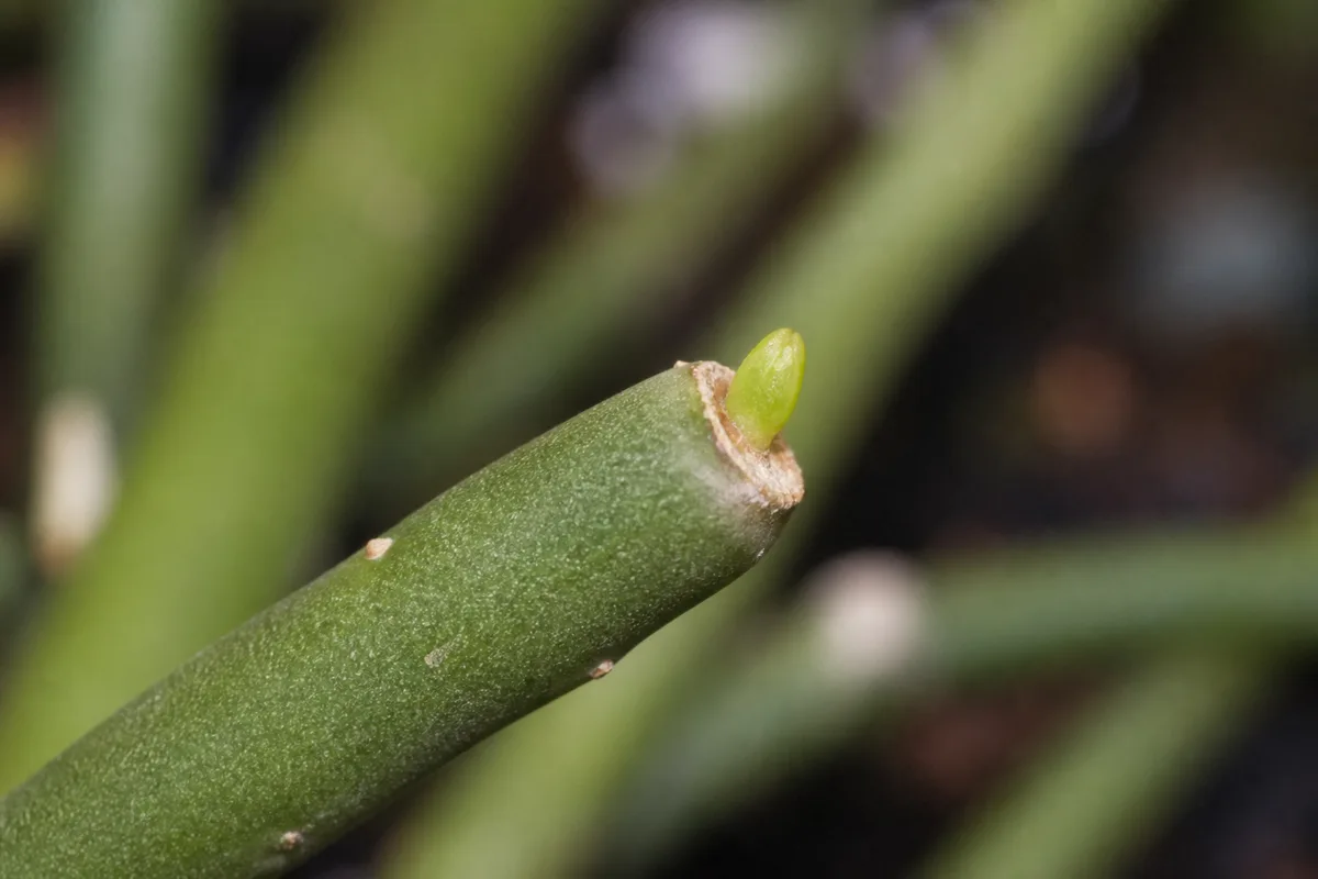Close-up of Slow Growth on Rhipsalis - diagnostic detail