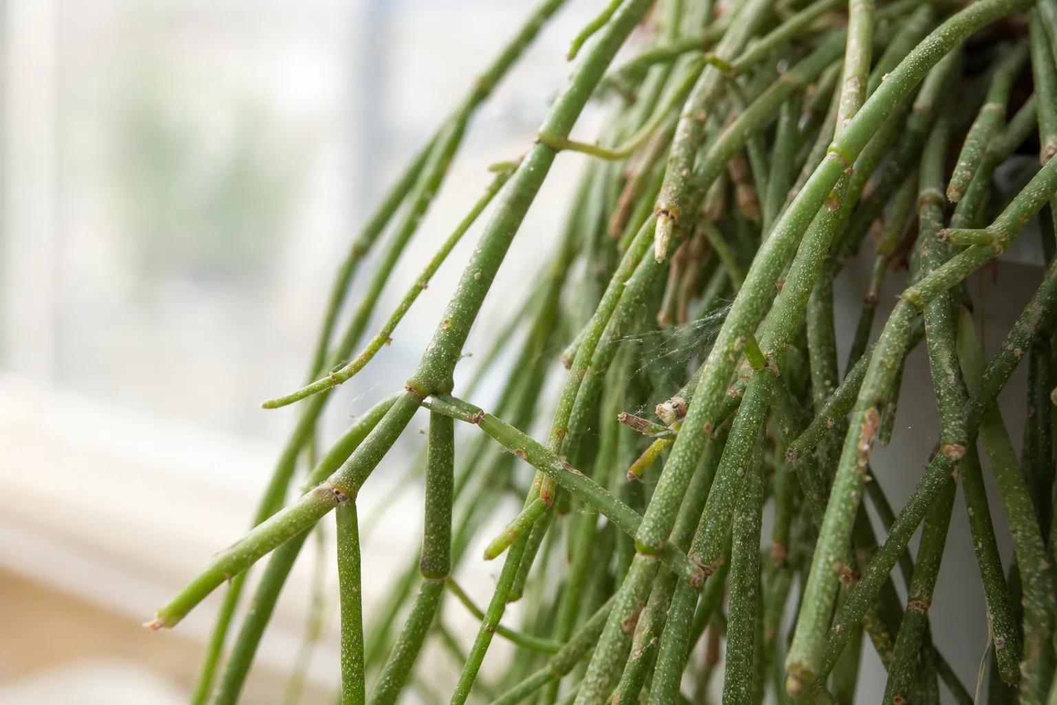Spider Mites on Rhipsalis - visible symptom on the plant