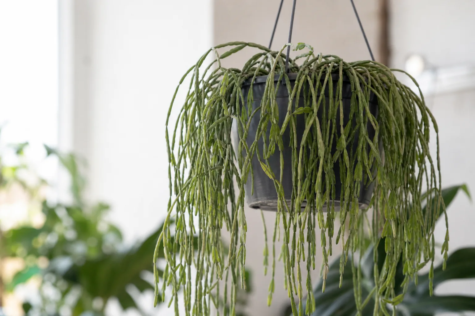 Wilting on Rhipsalis - visible symptom on the plant