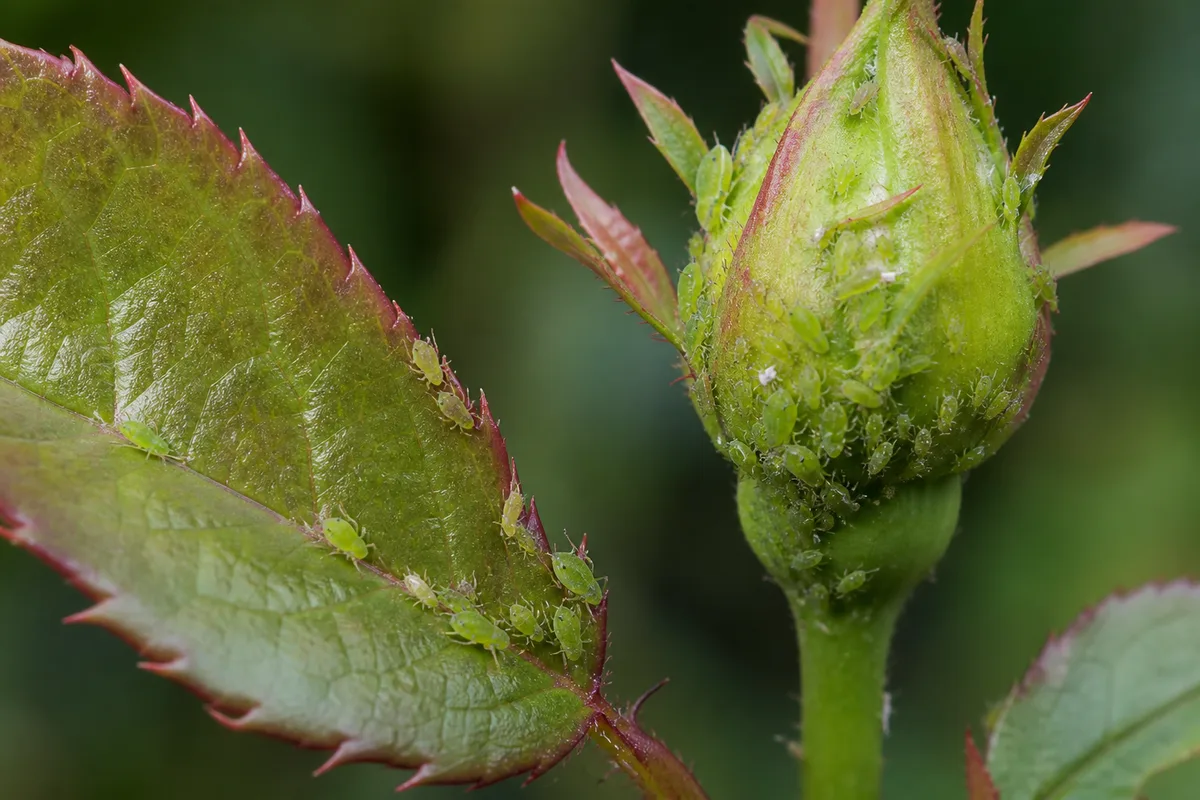 A cluster of green aphids feeding on a young rose bud