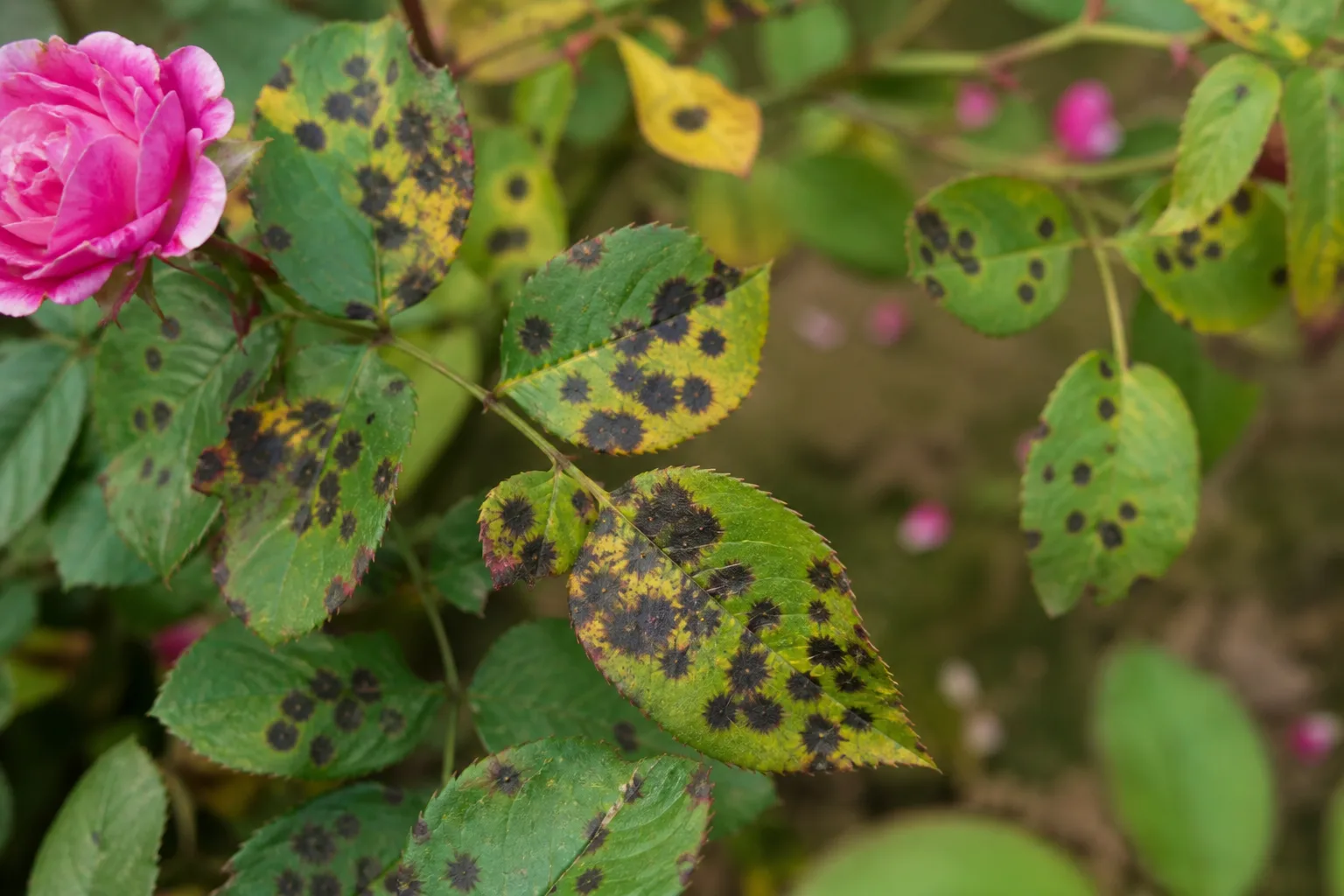 Black Spots on Rose - visible symptom on the plant