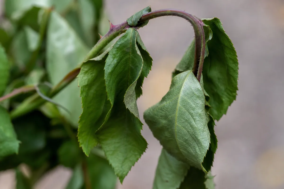 Close view of a rose stem and leaves drooping downward