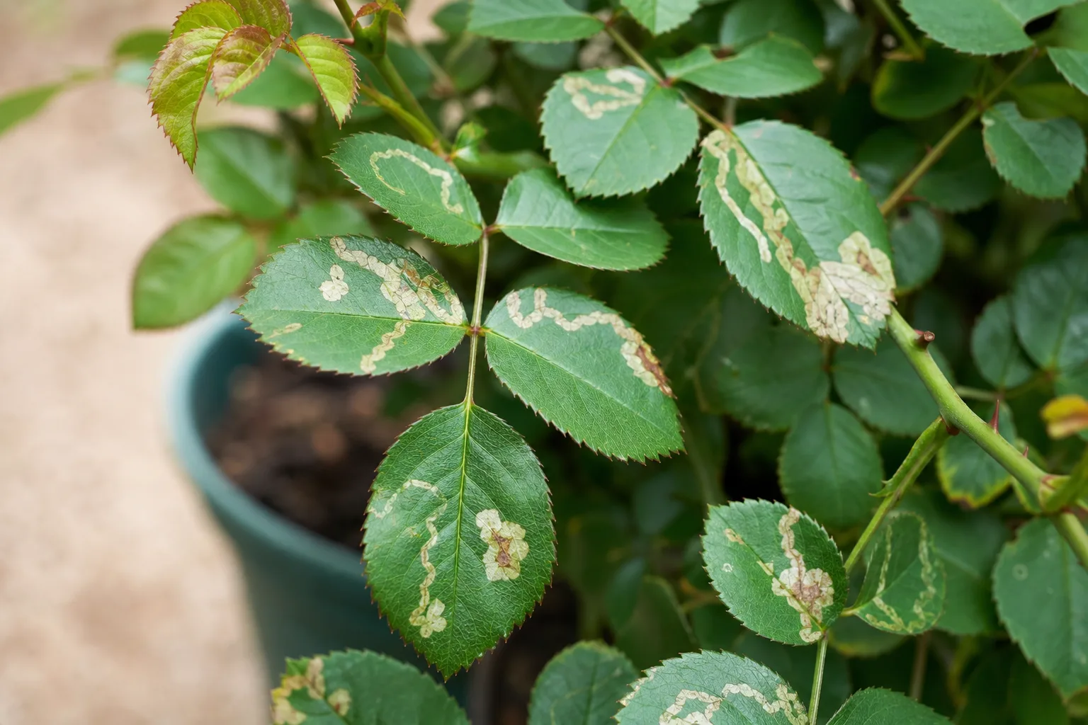 Leaf Miners on Rose - visible symptom on the plant