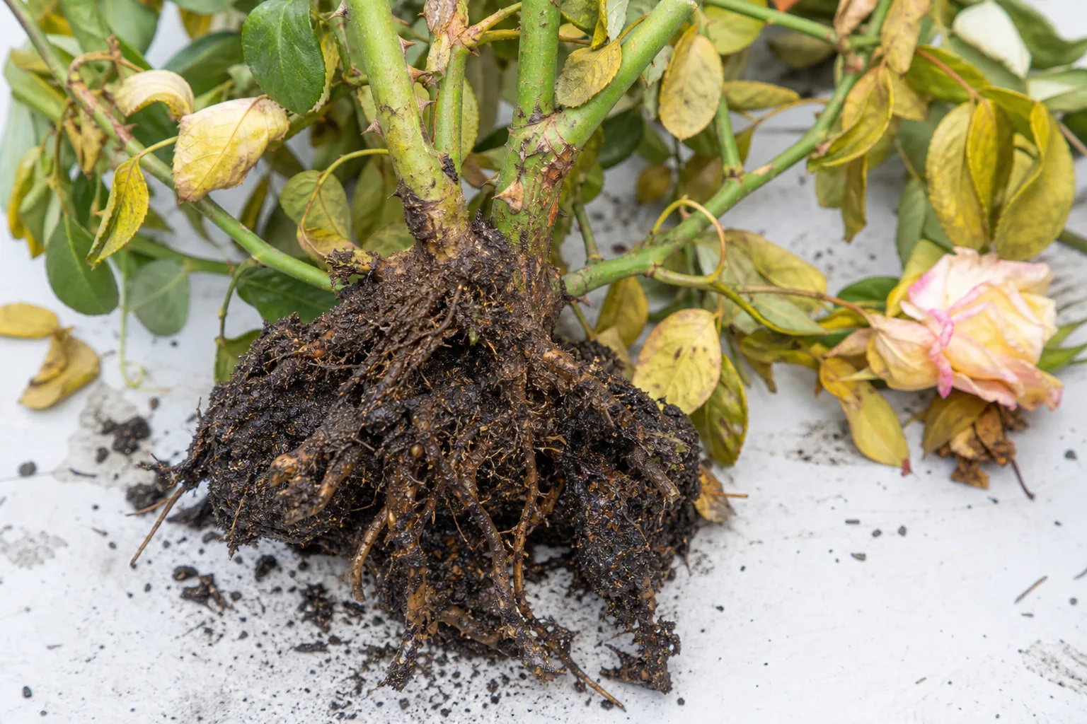 Root Rot on Rose - visible symptom on the plant