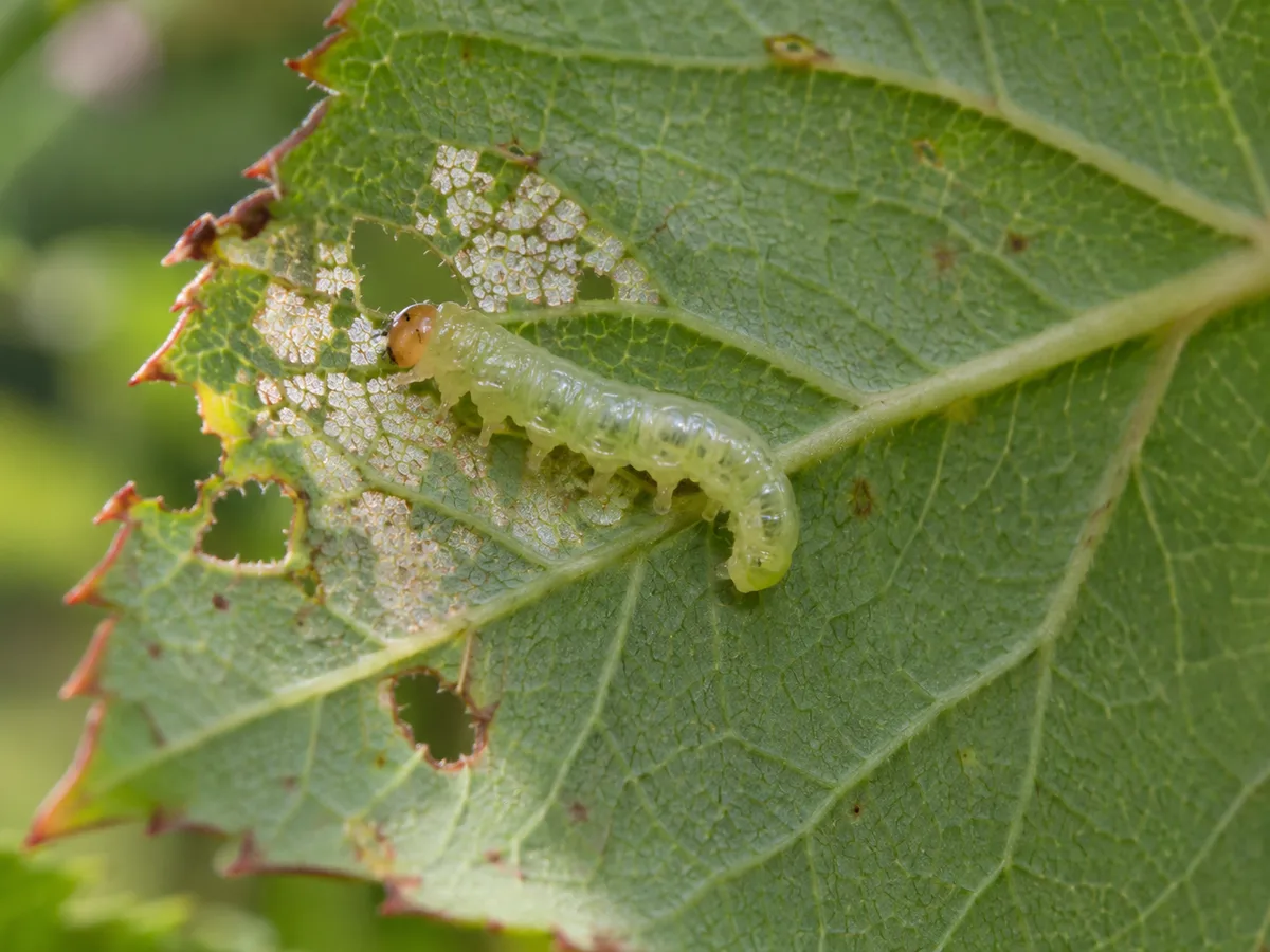 Close view of a pale green rose sawfly larva on the underside of a scraped rose leaf.