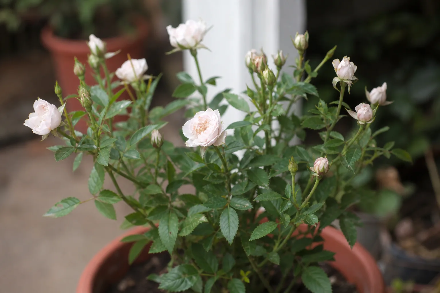 Clusters of small-headed rose blooms on a floribunda shrub