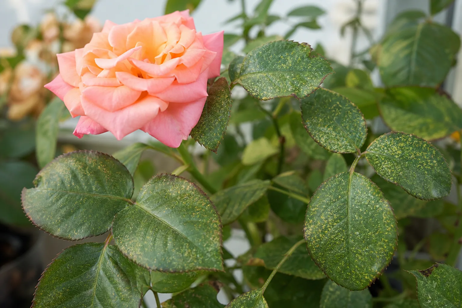 Spider Mites on Rose - visible symptom on the plant