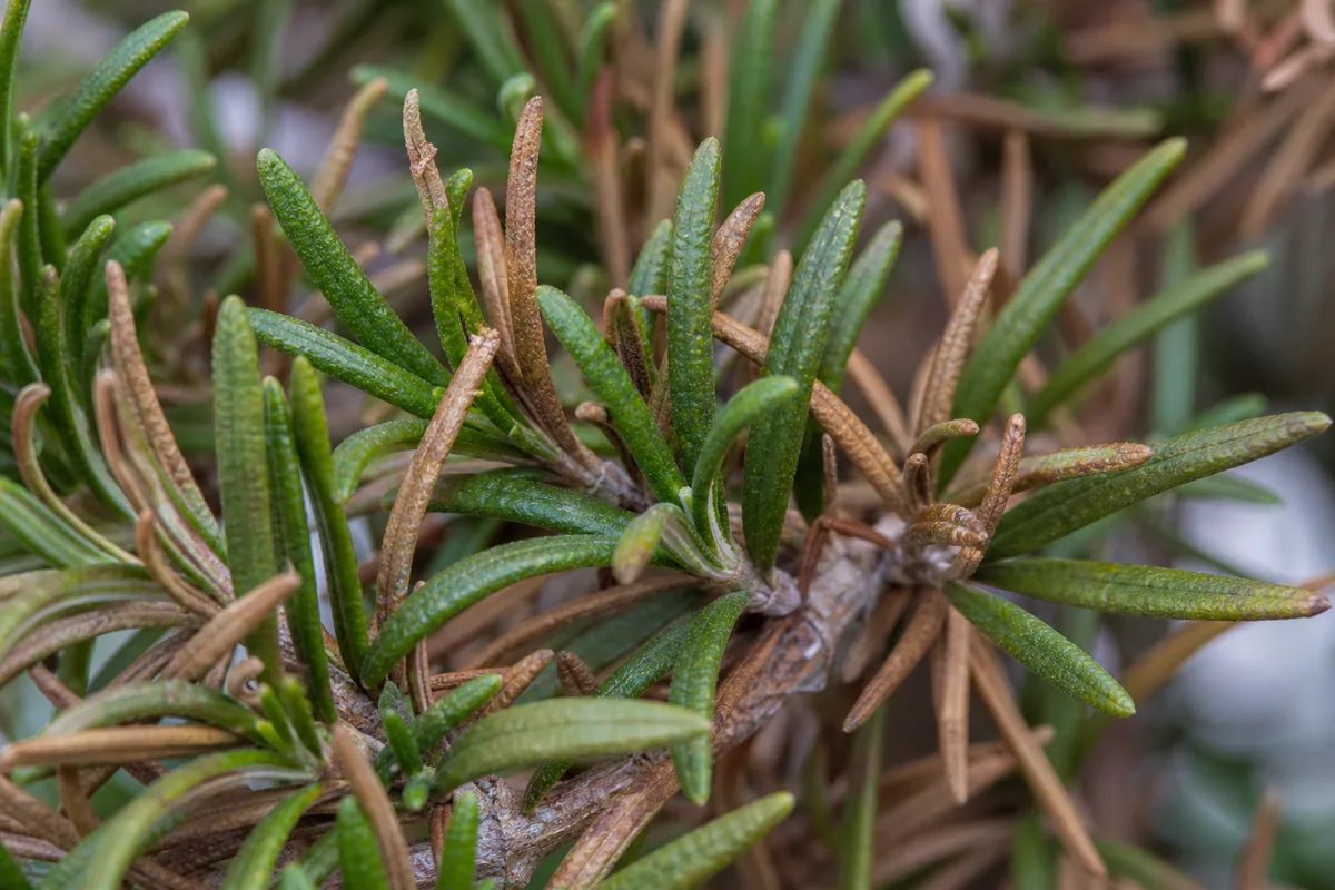 Close-up of Brown Leaves on Rosemary - diagnostic detail