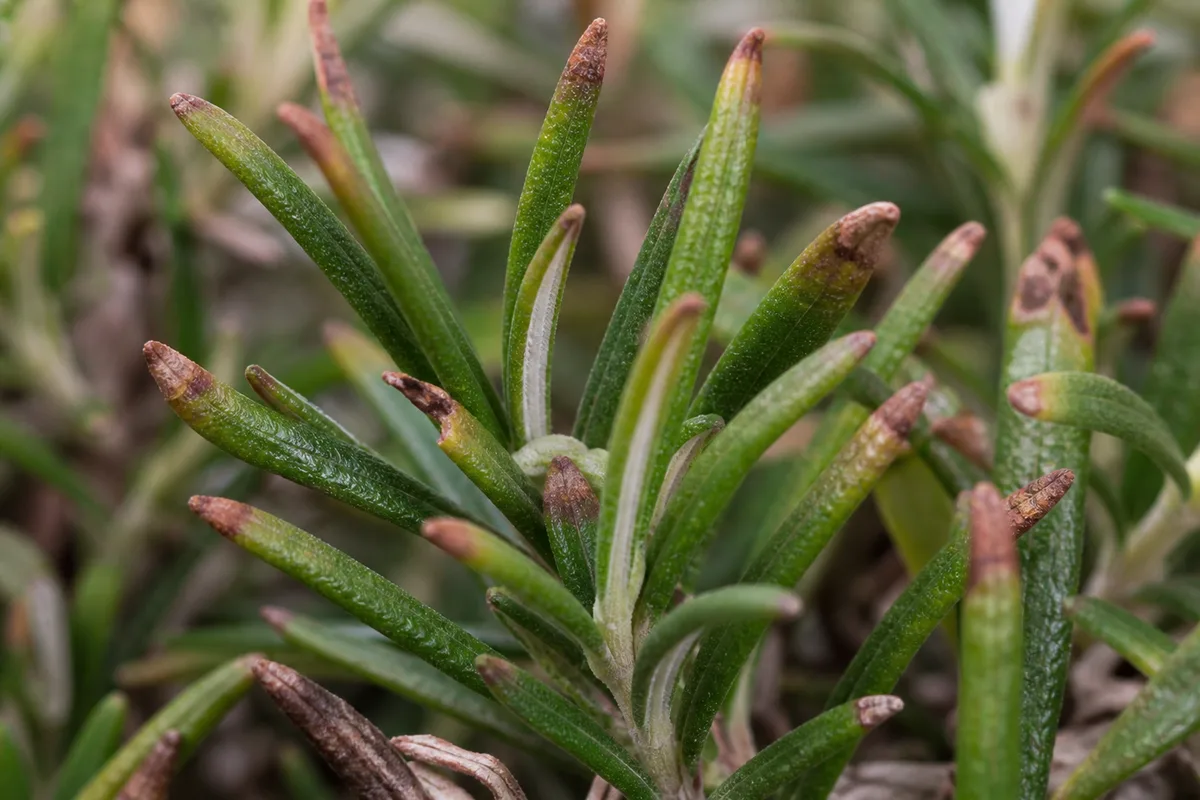 Close-up of Brown Tips on Rosemary - diagnostic detail