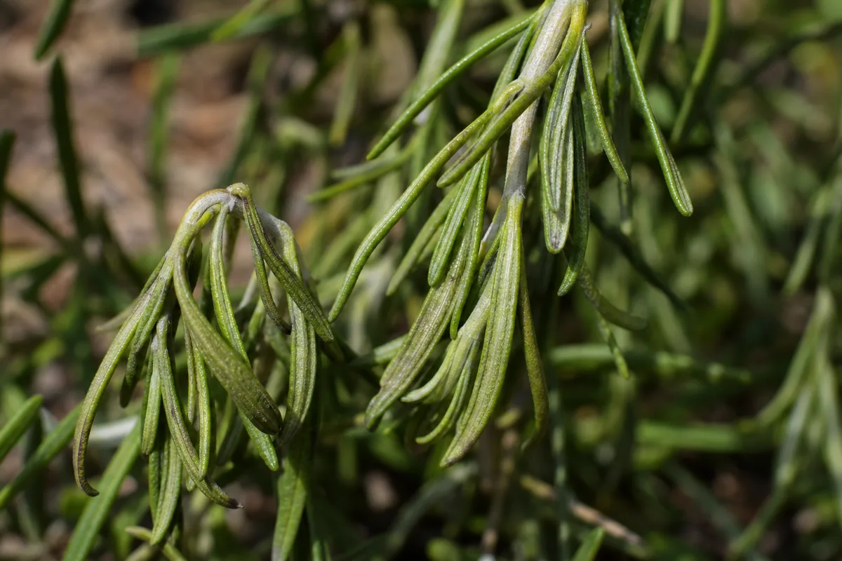 Close-up of Drooping Leaves on Rosemary - diagnostic detail