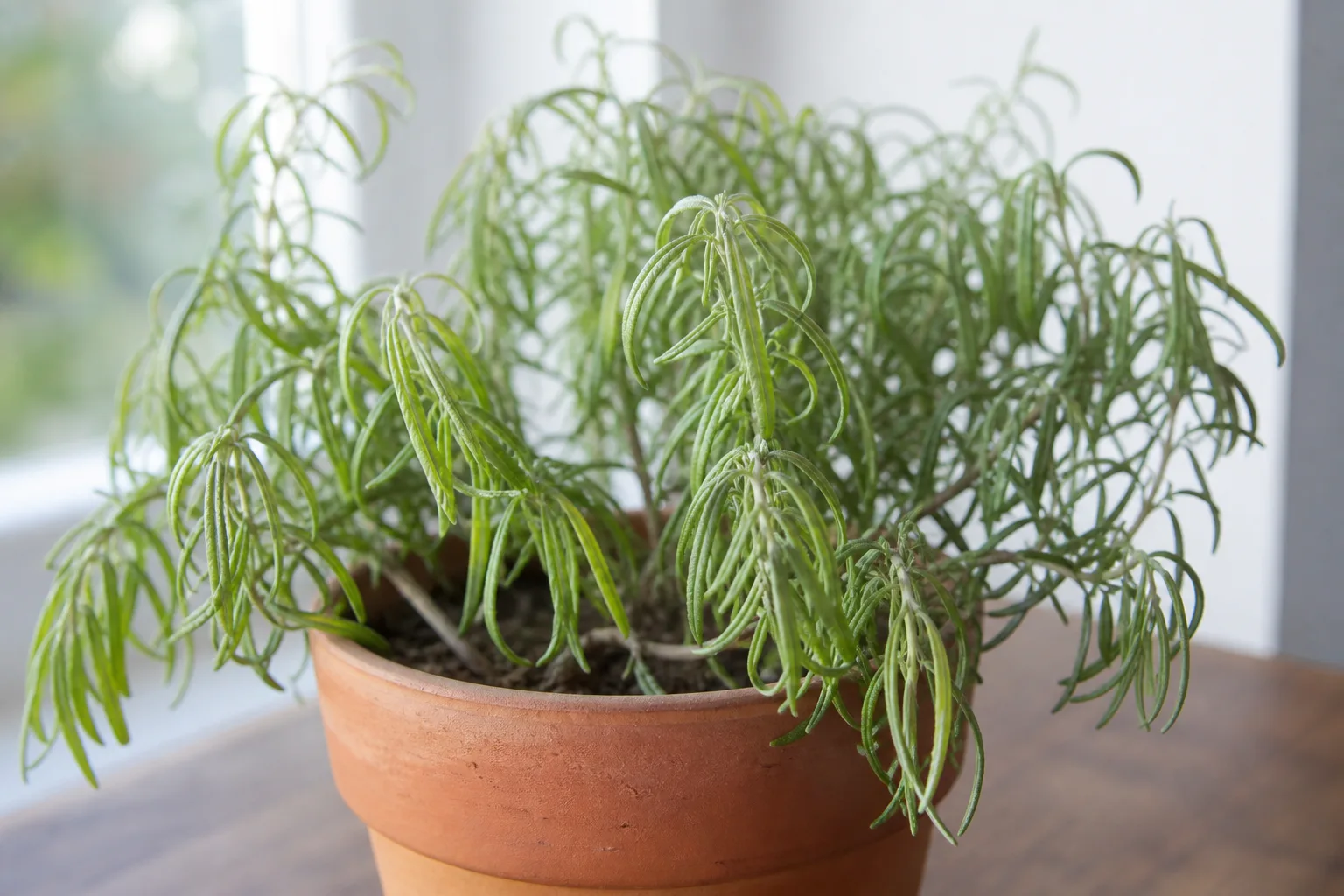 Drooping Leaves on Rosemary - visible symptom on the plant