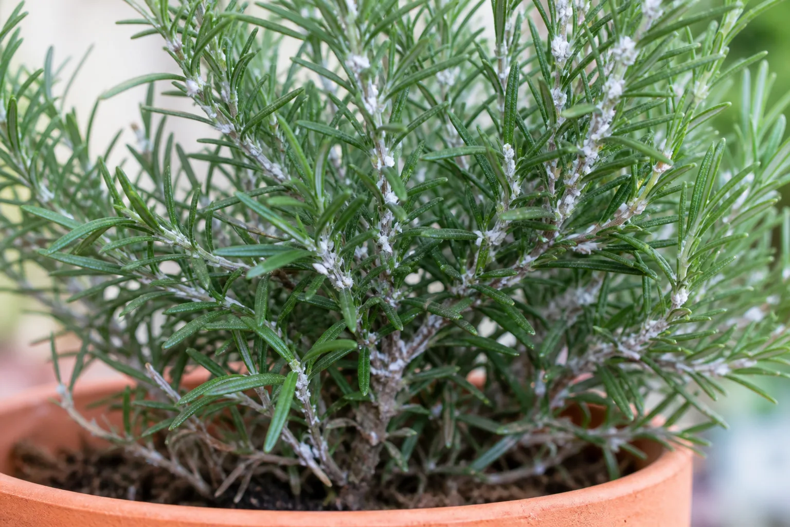 Mealybugs on Rosemary - visible symptom on the plant