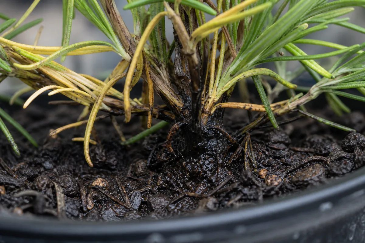 Close-up of Overwatering on Rosemary - diagnostic detail