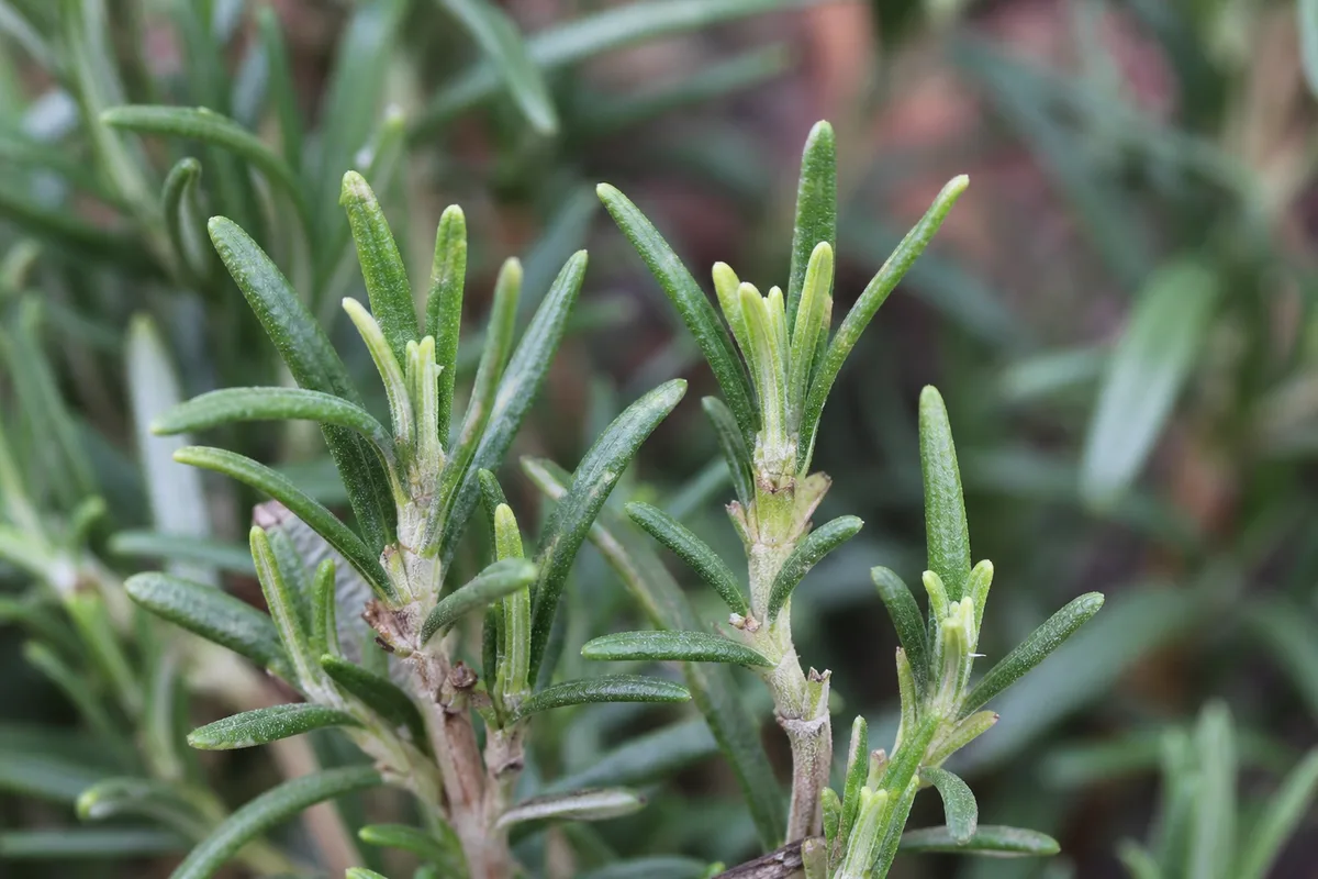 Close-up of Slow Growth on Rosemary - diagnostic detail