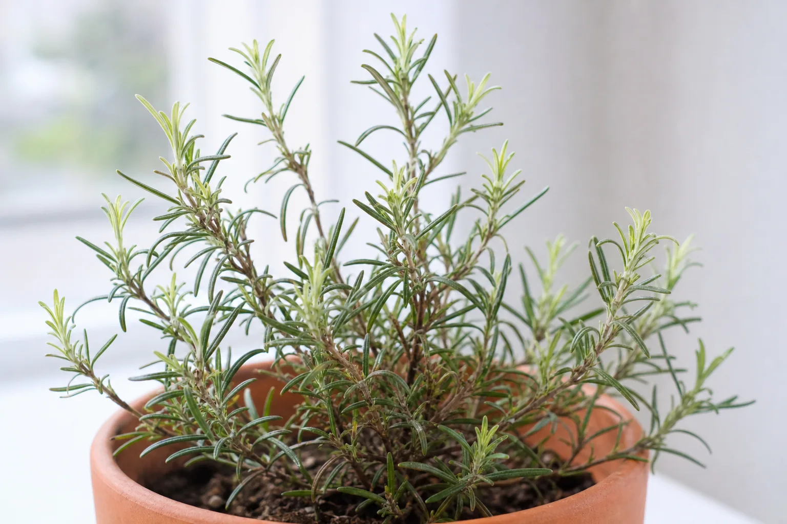 Slow Growth on Rosemary - visible symptom on the plant