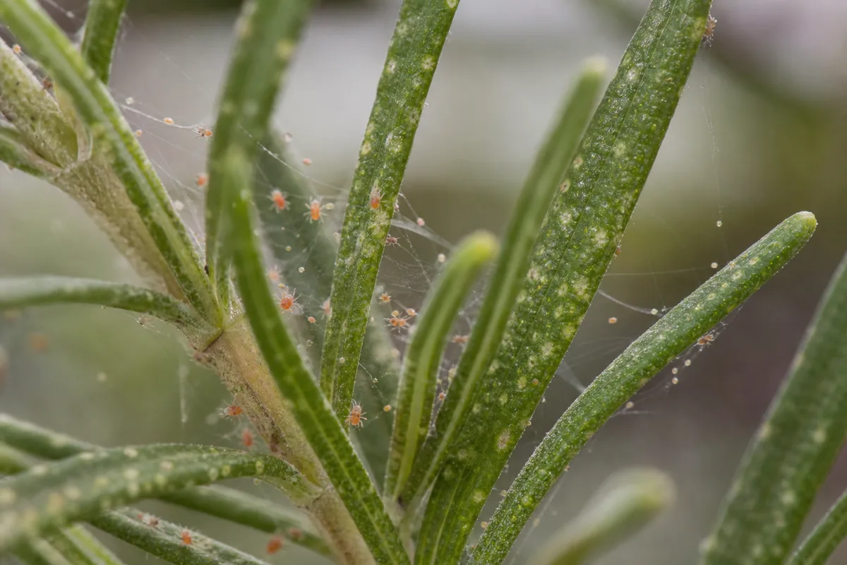 Close-up of Spider Mites on Rosemary - diagnostic detail