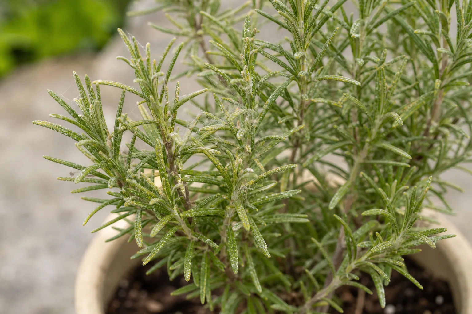 Spider Mites on Rosemary - visible symptom on the plant
