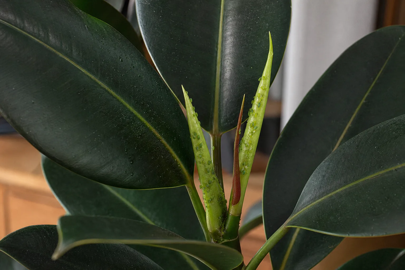 Aphids on Rubber Plant - visible symptom on the plant
