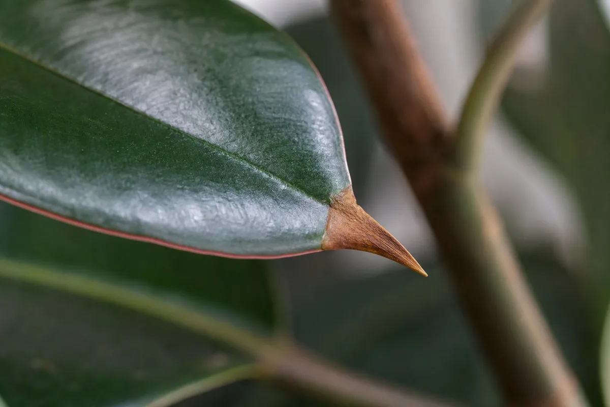 Close-up of Brown Tips on Rubber Plant - diagnostic detail