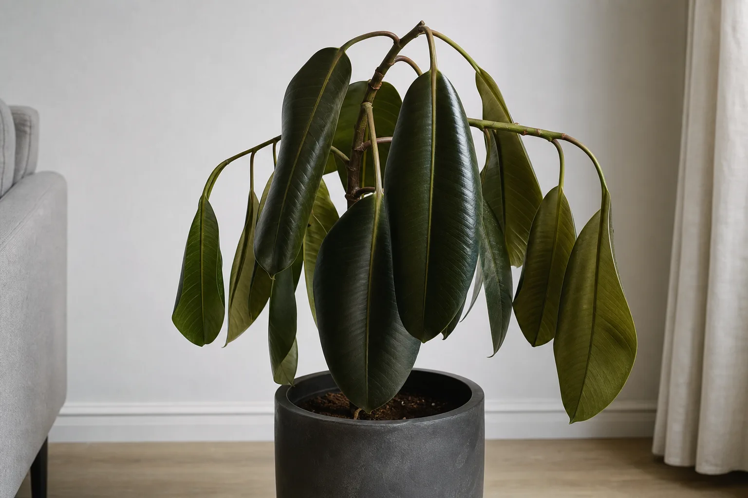 Drooping Leaves on Rubber Plant - visible symptom on the plant
