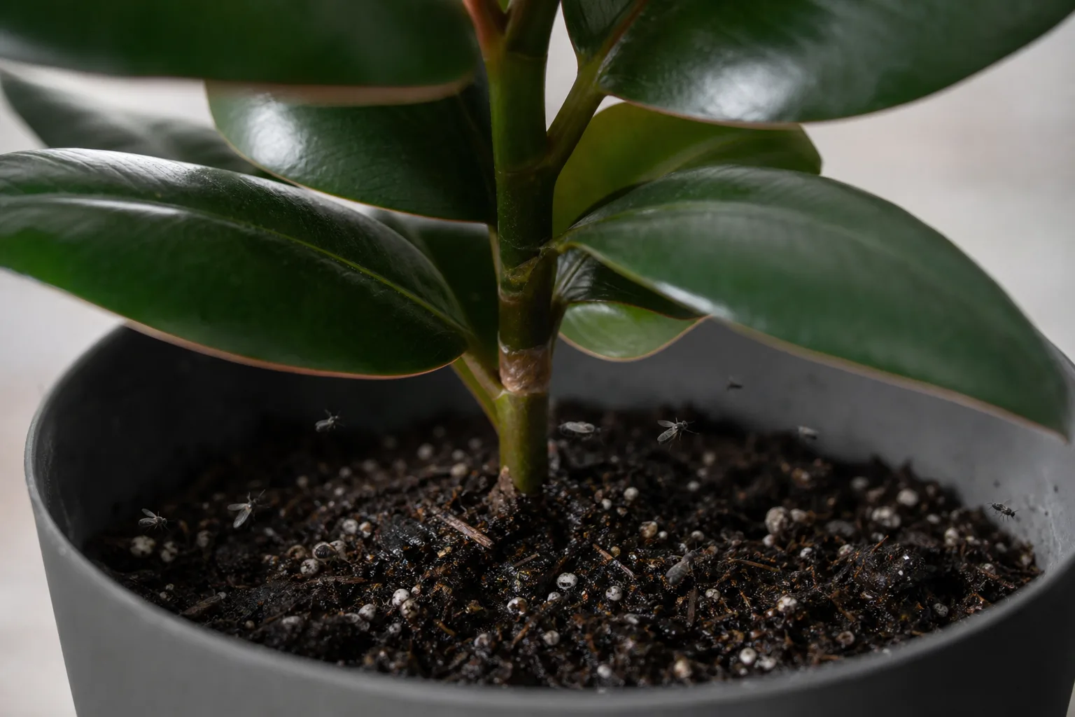 Fungus Gnats on Rubber Plant - visible symptom on the plant