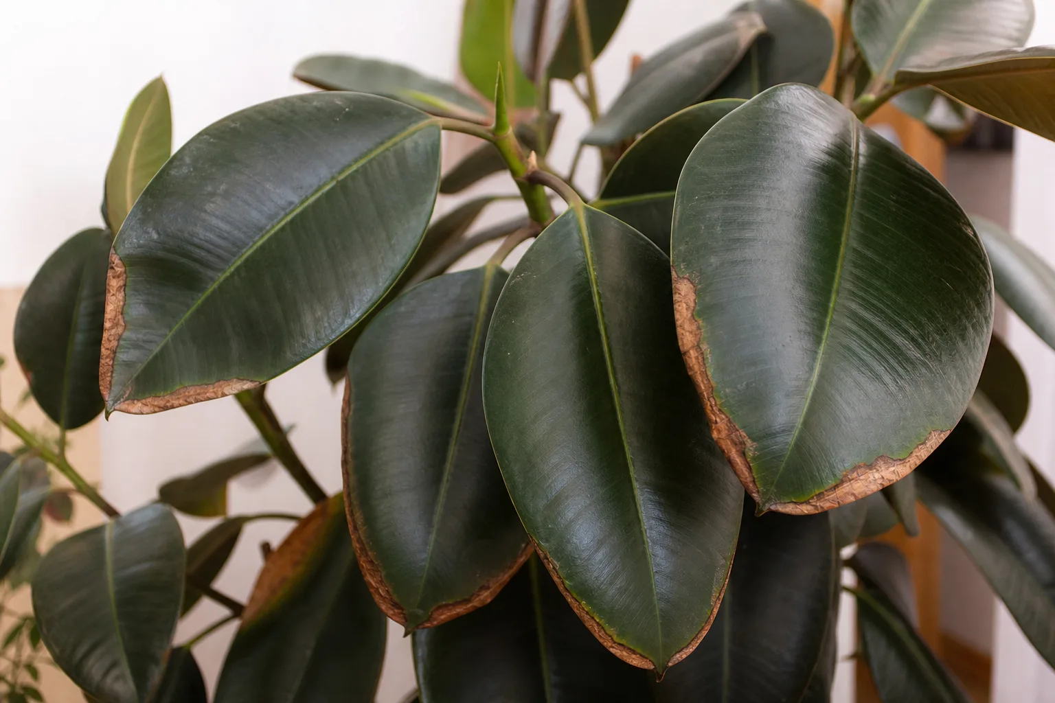 Low Humidity on Rubber Plant - visible symptom on the plant
