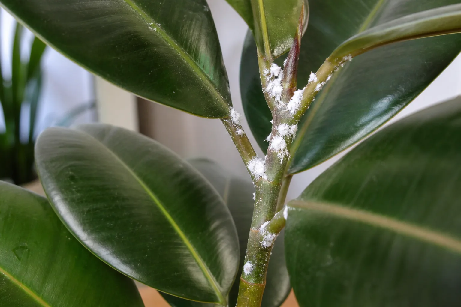 Mealybugs on Rubber Plant - visible symptom on the plant