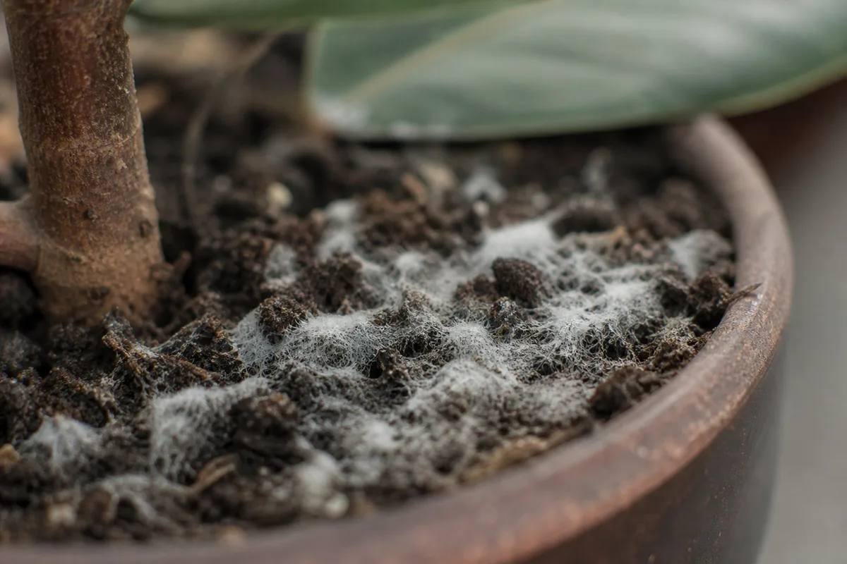 Close-up of Mold on Soil on Rubber Plant - diagnostic detail