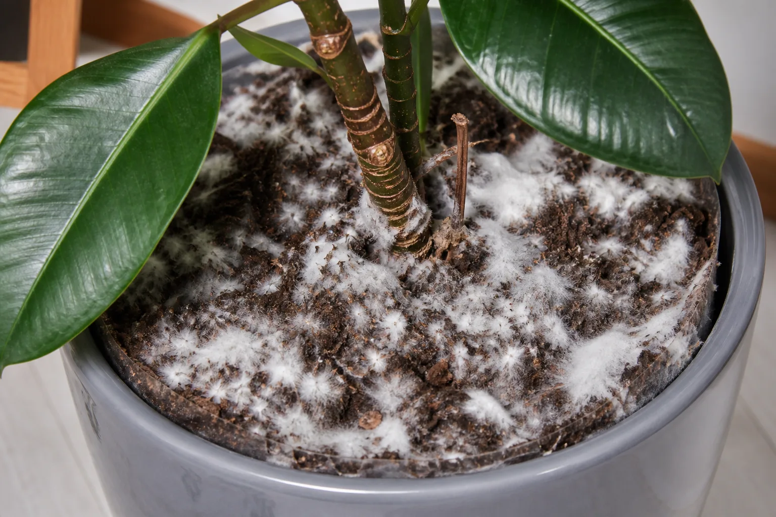 Mold on Soil on Rubber Plant - visible symptom on the plant