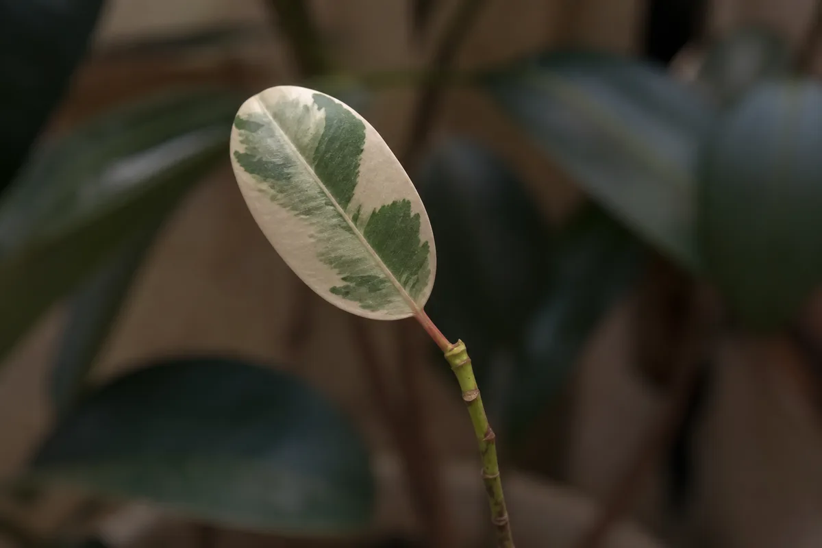 Close-up of Not Enough Light on Rubber Plant - diagnostic detail