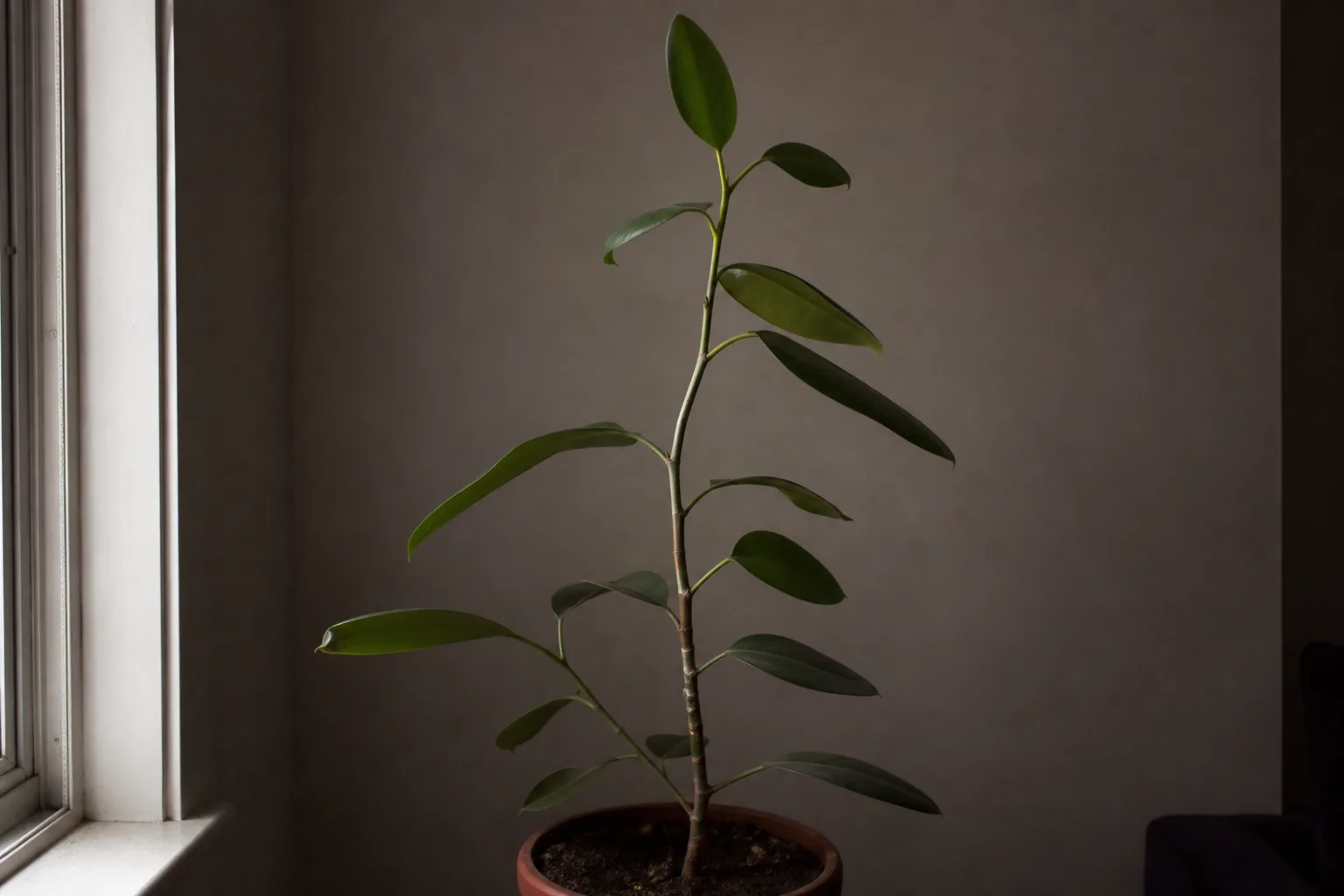 Not Enough Light on Rubber Plant - visible symptom on the plant