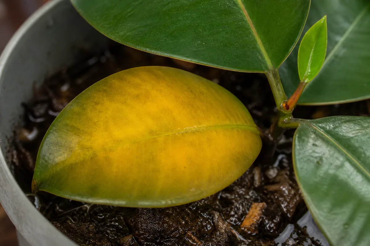 Close-up of Overwatering on Rubber Plant - diagnostic detail