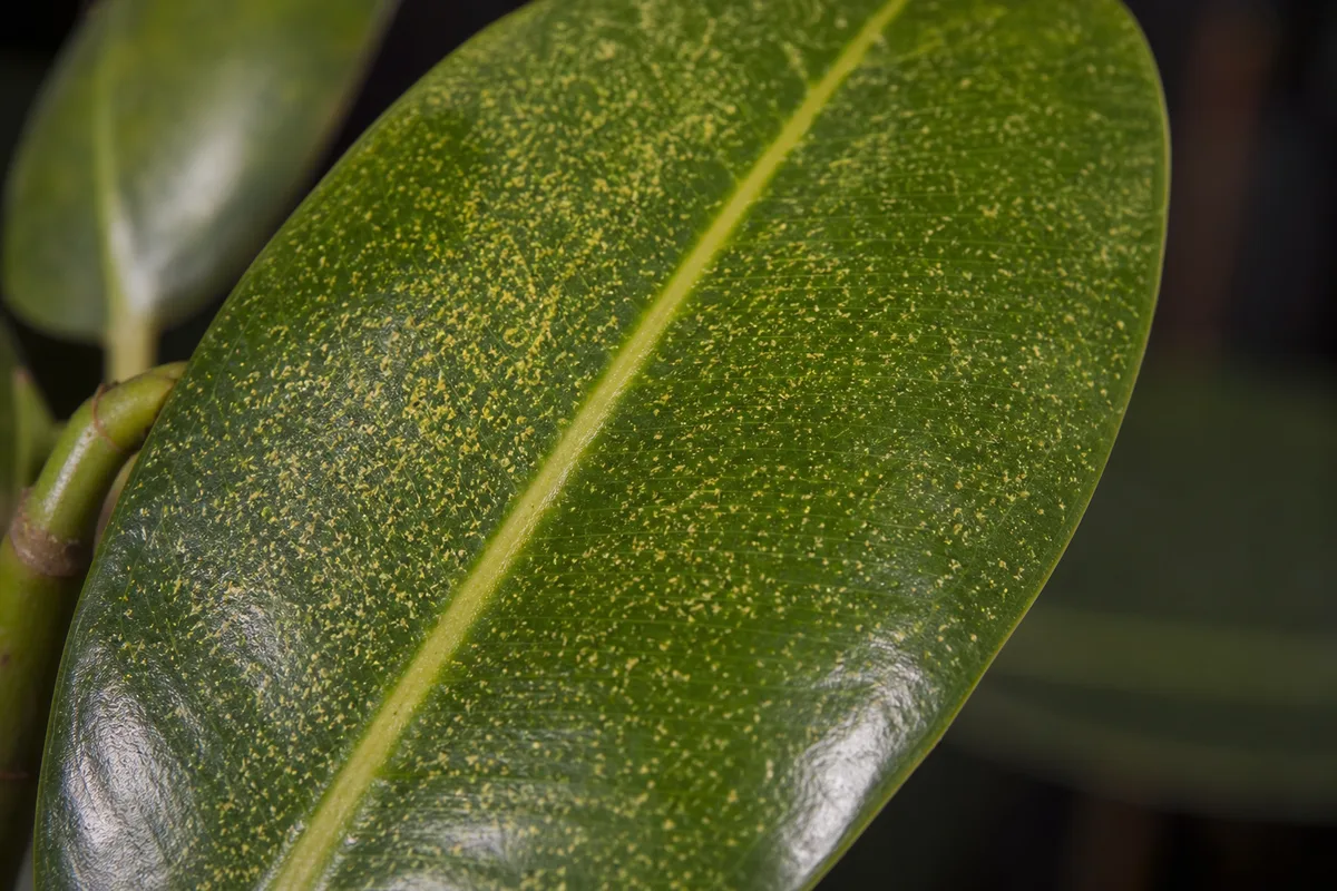 Close-up of Spider Mites on Rubber Plant - diagnostic detail