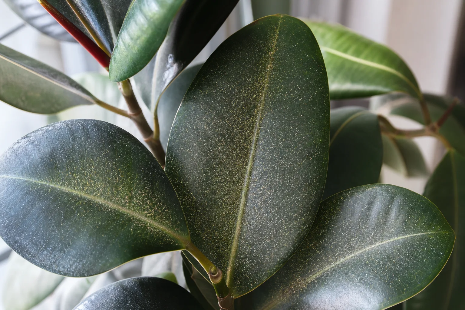 Spider Mites on Rubber Plant - visible symptom on the plant