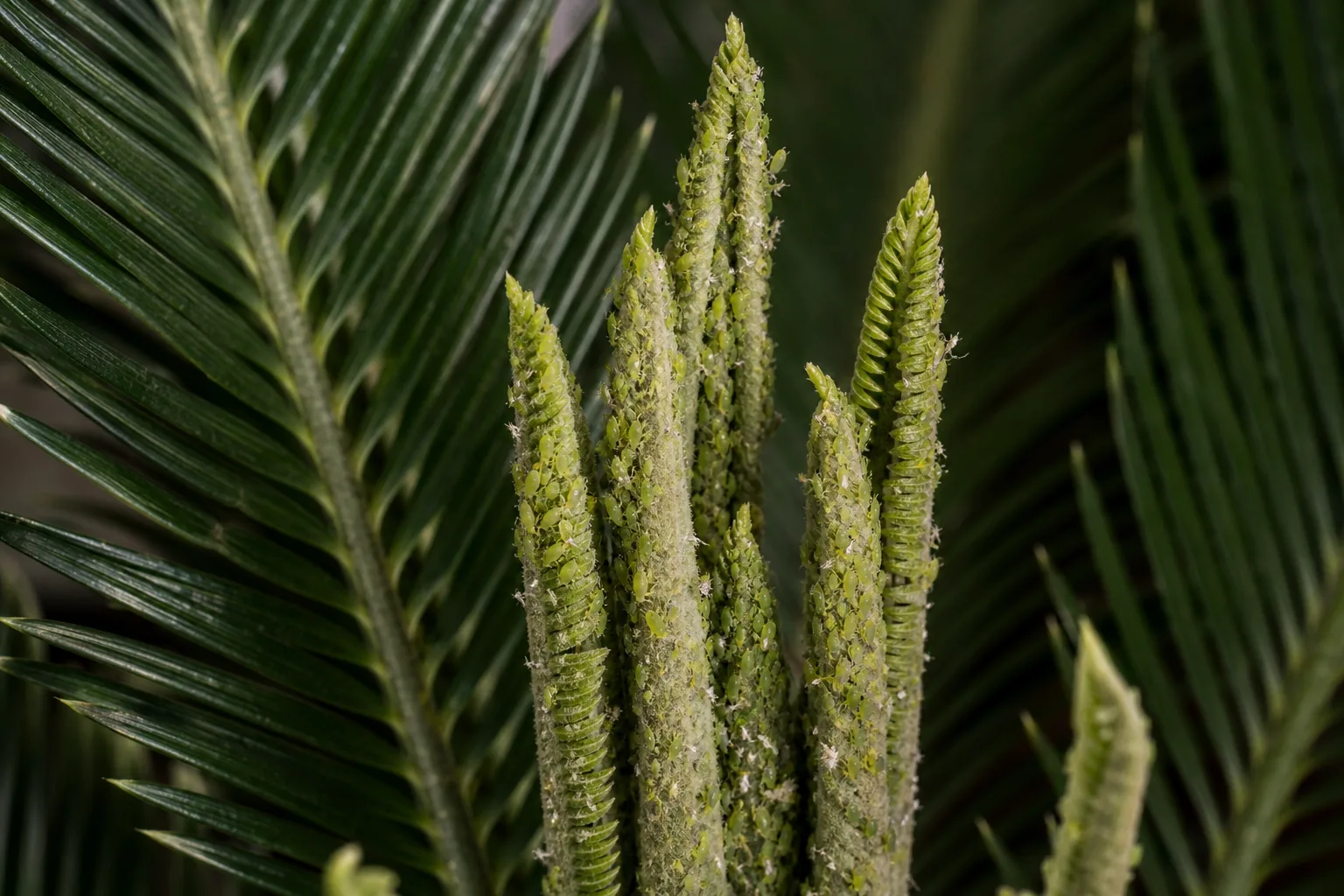 Aphids on Sago Palm - visible symptom on the plant